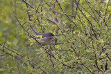 Baardgrasmus / Subalpine Warbler