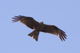 Zwarte Wouw / Black Kite