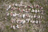 Dwergsterns en drie Visdieven / Little Terns and three Common Terns