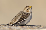 Sneeuwgors / Snow Bunting