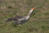 Grauwe Gans / Greylag Goose