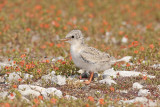 Dwergstern / Little Tern