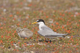 Dwergstern / Little Tern