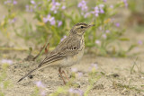 Duinpieper / Tawny Pipit