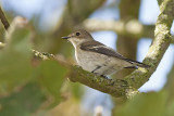 Bonte Vliegenvanger / Pied Flycatcher