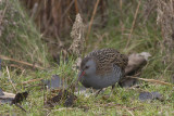 Waterral / Water Rail