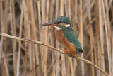 IJsvogel / Kingfisher