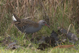 Waterral / Water Rail