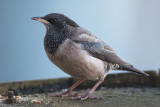 Roze Spreeuw / Rosy Starling