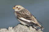 Sneeuwgors / Snow Bunting