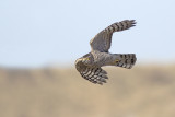 Sperwer / Sparrow Hawk