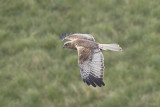 Bruine Kiekendief / Marsh Harrier