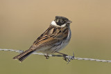 Rietgors / Reed Bunting