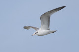 Zwartkopmeeuw / Mediterranean Gull