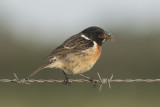 Roodborsttapuit / European Stonechat