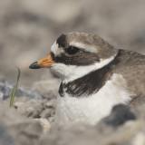 Bontbekplevier / Great Ringed Plover