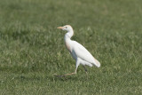 Koereiger / Cattle Egret