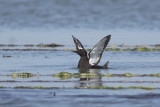 Zwarte Zeekoet / Black Guillemot