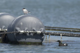 Zwarte Zeekoet / Black Guillemot