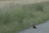 Grauwe Kiekendief / Montagus Harrier