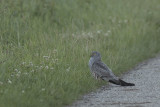 Grauwe Kiekendief / Montagus Harrier