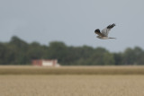 Grauwe Kiekendief / Montagus Harrier