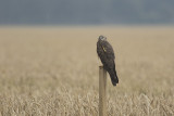 Grauwe Kiekendief / Montagus Harrier