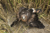 Grauwe Kiekendief / Montagus Harrier