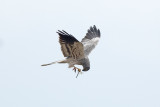 Grauwe Kiekendief / Montagus Harrier