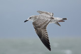 Geelpootmeeuw / Yellow-legged Gull