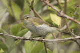 Tjiftjaf / Chiffchaff