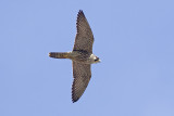 Slechtvalk / Peregrine Falcon