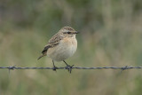 Paapje / Whinchat