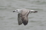Pontische Meeuw / Caspian Gull