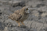 Velduil / Short-eared Owl