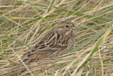 Witkopgors / Pine Bunting