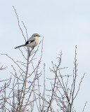 Klapekster / Great Grey Shrike