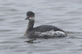 Geoorde Fuut / Black-necked Grebe