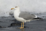 Geelpootmeeuw / Yellow-legged Gull