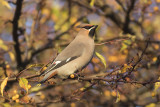 Pestvogel / Bohemian Waxwing