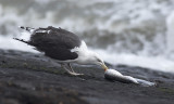 Grote Mantelmeeuw / Great Black-backed Gull