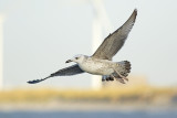 Pontische Meeuw / Caspian Gull