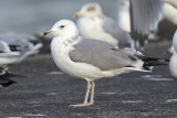 Pontische Meeuw / Caspian Gull