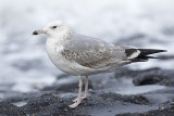 Pontische Meeuw / Caspian Gull