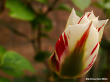 Rood en wit - red and white