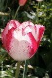 Rose en wit - pink and white