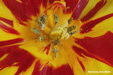 Geel en rood - Yellow and  red