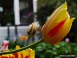Geel en rood - Yellow and red