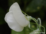 Lathyrus