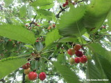 Cherries in a traditional orchard